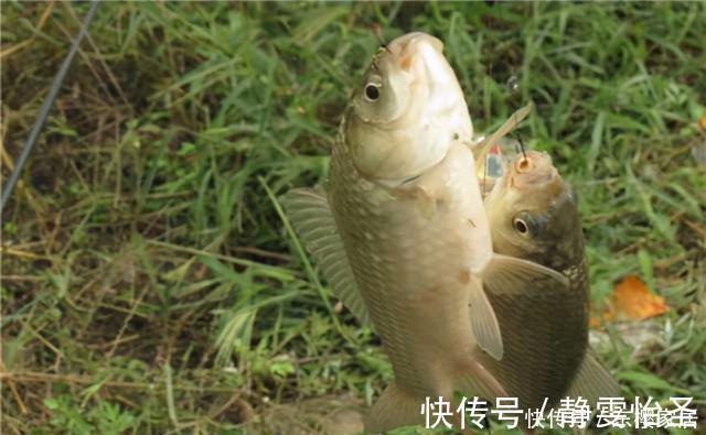 野钓鲫鱼，夏秋季节抓顶漂，冬季多抓顿口，这是为什么呢？