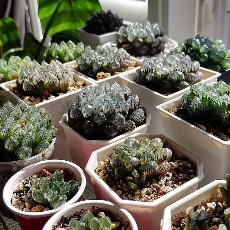 4种“徒神”多肉,太容易徒长,心累