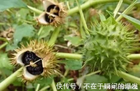 “曼陀罗”你认识吗?农村古老神秘宝贝!“一半天使,一半魔鬼”