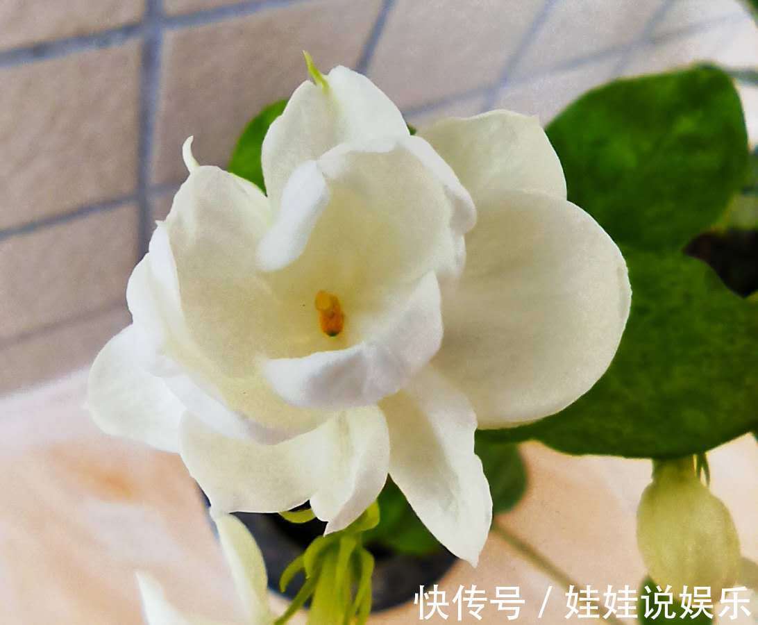 茉莉花总徒长,开花少,2个方法就能矮化,枝条壮,开花多