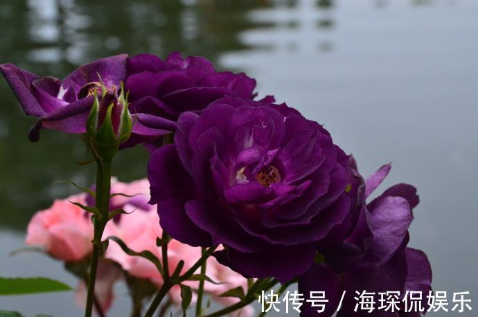 桃吐丹露|爱上菊花，不如养盆“祝寿花”国华八十祝，似桃吐丹露，雍容华贵
