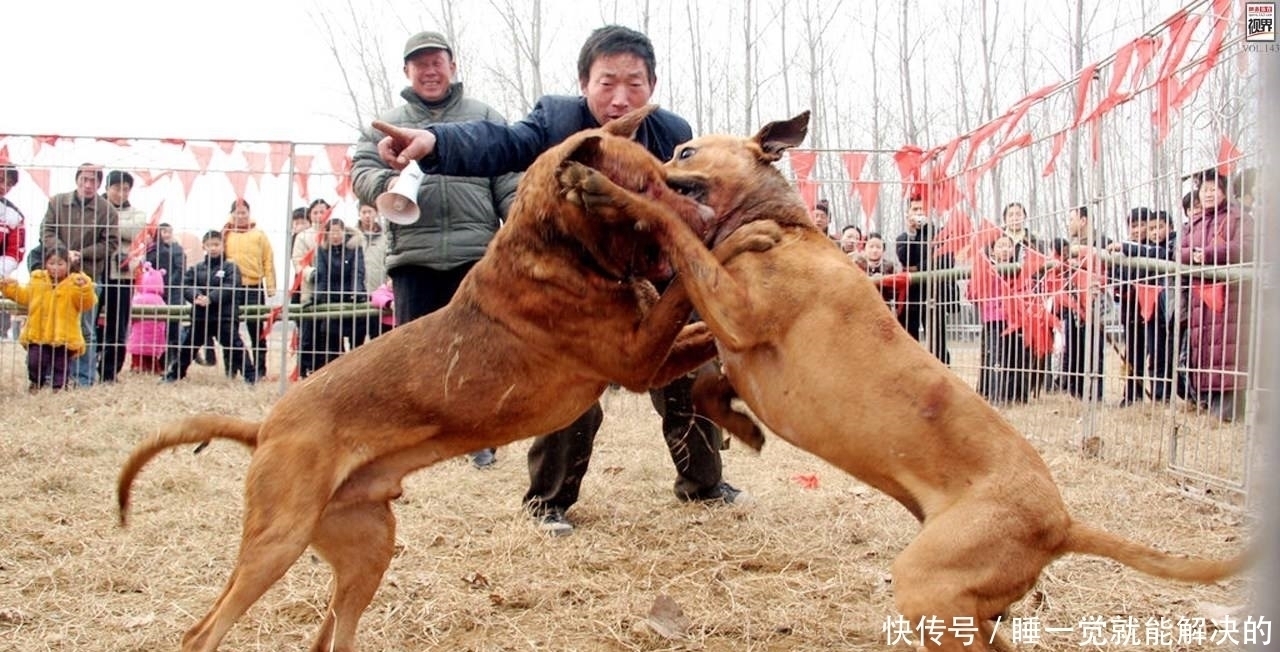 俗语“男怕孤，女怕寡，狼怕托，狗怕蹲”是何意思大多数人不知