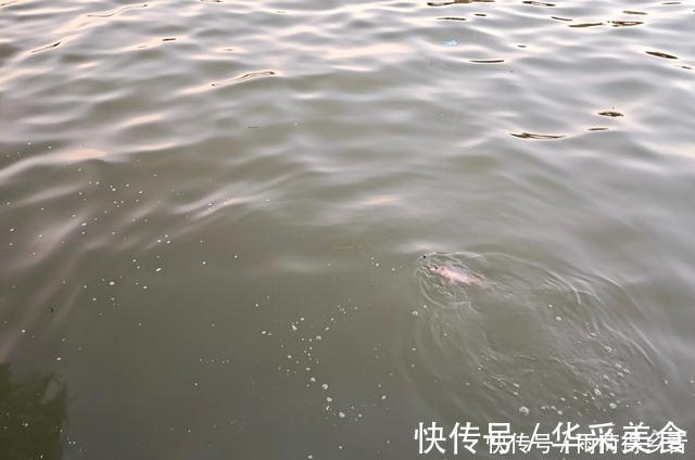 钓鲤鱼不需要太多料混合，配对这两种料，一年都不用换了