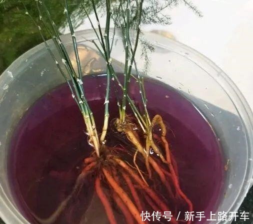 8种花换盆,换好了生一堆,换错立马死!8种花换盆,换好了生一堆,换错立马死!
