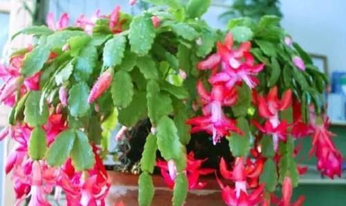  花盆里|一把黄豆撒花盆里，花卉越开越“猛”，连施肥都可以省了，值！