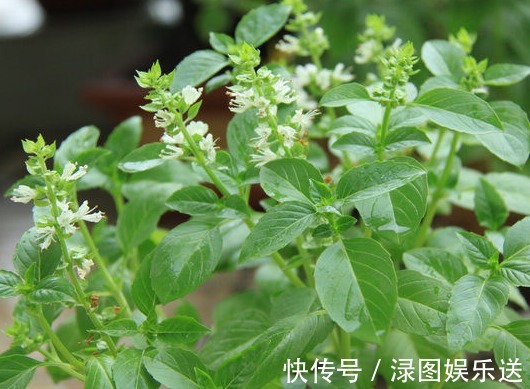想要家里香喷喷,不如多养点这样的植物,不仅香气四溢,还能驱蚊
