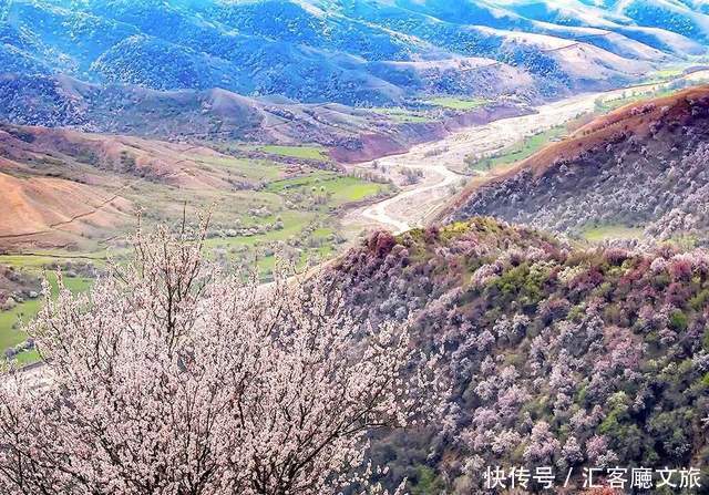 老年|在新疆伊犁杏花香雪里,等待杏花微雨中遇见你,从此一眼千年