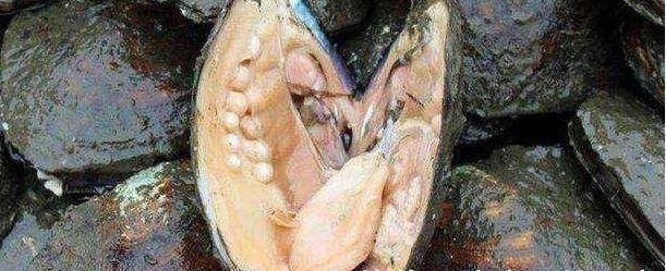 农民钓不到鱼一气之下竟然把池塘水抽干，挖出的东西让渔民笑翻了