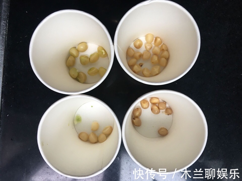 君子兰籽|30元买一斤“君子兰籽”，养1月“出苗”100棵，瞬间变“大户”