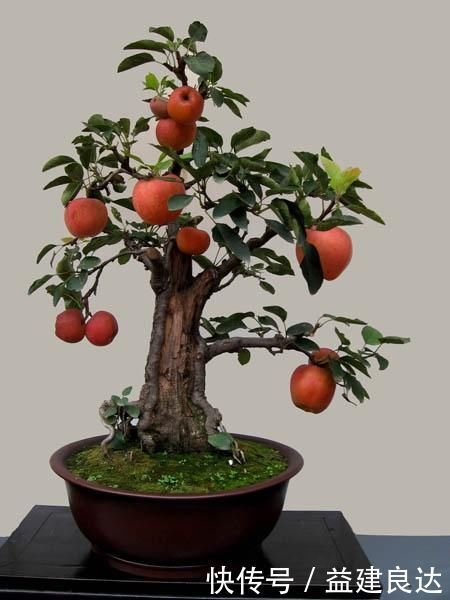 极品水果盆景,这辈子能有一盆,就值了