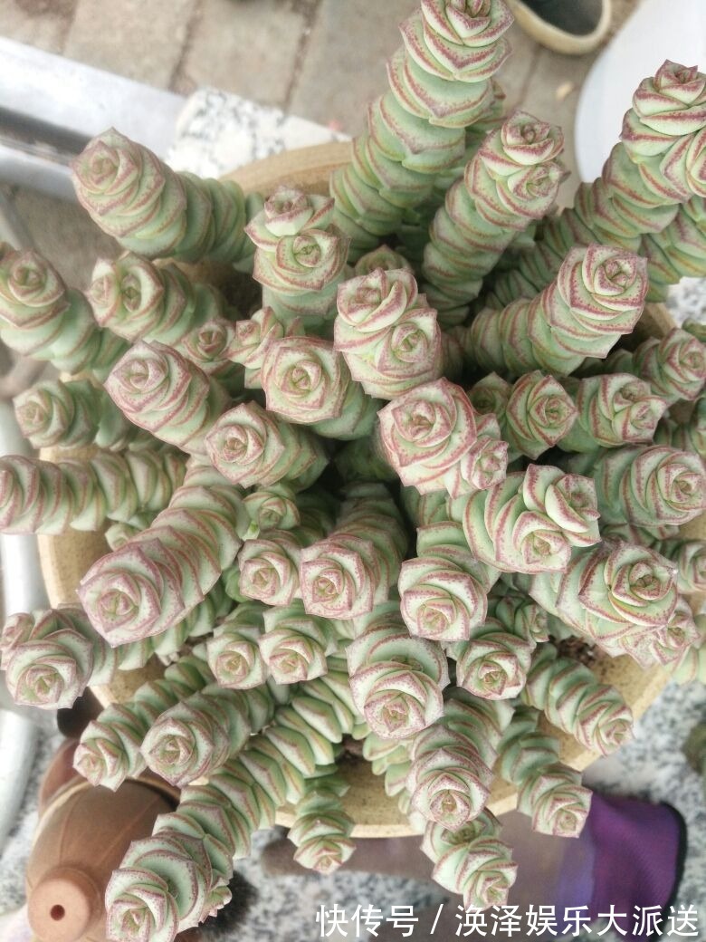 发财树|8种“漂亮花”，个个都是“招财树”，家里养一棵，不愁没钱花