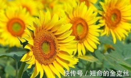 蝌蚪|孕妇梦到这4件事,是吉兆,预示是男宝宝且大有作为