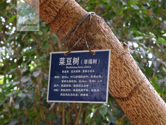 接骨凉伞,见过吗?散瘀消肿。外用治跌打、骨折