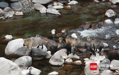 过河|壮观！四川青川唐家河数十头羚牛群体过河上山