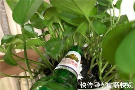 什么淘米水、黄豆水都不如“这种水”,肥效温和持久,盆土不板结