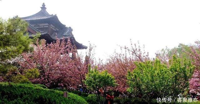 中年|西安隐藏在古寺里的花海秘境,春色满园惊艳众人,是赏春的好去处