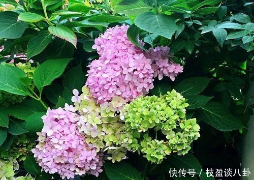绣球花|绣球长出花苞有“三怕”，难怪黄叶不开花，现在纠正还不晚