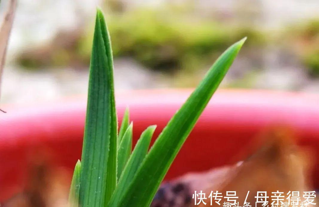 冬季兰花怎么服盆?这两个细节不要做错,来年新芽生长更壮实