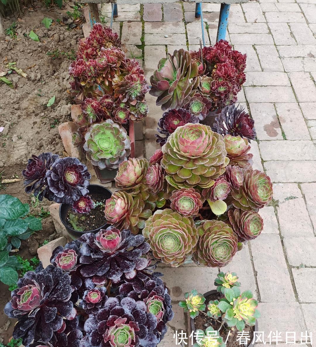 养护|多肉法师有“三怕”,难怪叶片哗哗掉,避开半年内逆袭成小老桩