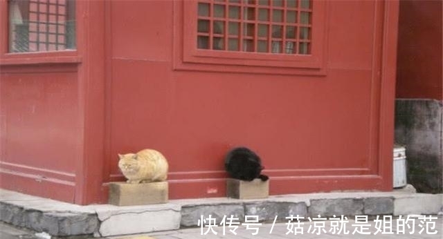 保安|故宫中有上百只猫，每一只来历都不简单，如今竟然成故宫“保安”