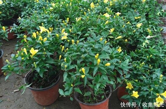 房子再小也要养盆它，越冷越爱开，开花“喷喷香”，天天好心情！