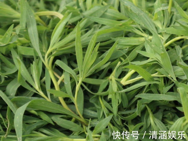 蛋饼丝|此野菜是痛风的“死对头”，越吃眼睛越明亮，老少皆宜，营养美味