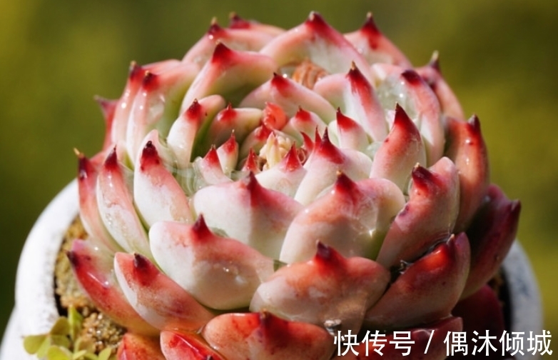 唐印|11月份买什么多肉好?当然要买这7款容易上色的多肉,服盆就变美