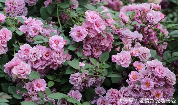 喜欢玫瑰，那就养盆“玫瑰珍品”紫晶巴比伦，花姿淡紫，富贵祥瑞