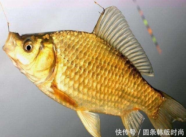水域|鲫鱼，不受欢迎的原因有这三点，你知道吗