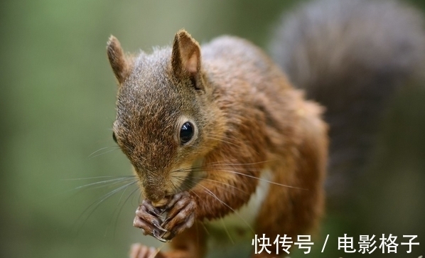 事业|惹不起生肖狗、生肖猪、生肖鼠，9月财富堆山积海，事业红红火火