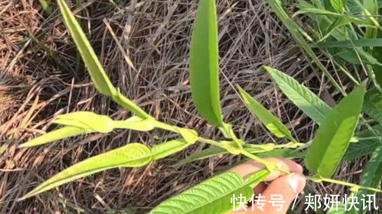 葫芦茶|人称“葫芦茶”，山上很多，却常被人们忽视，殊不知价值珍贵