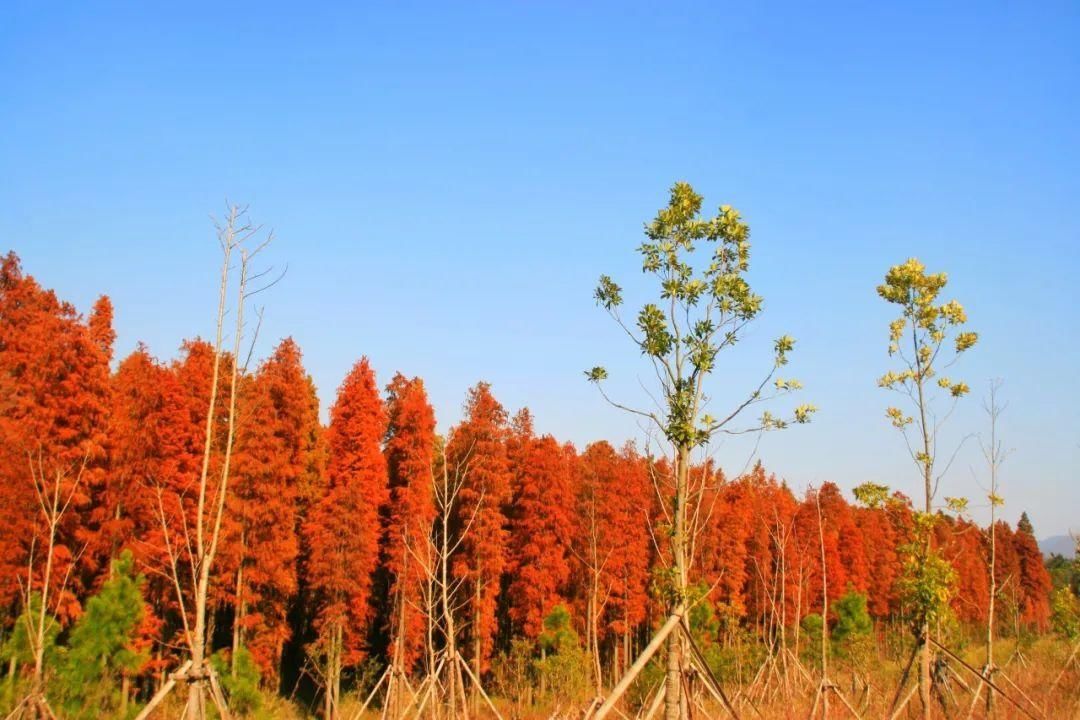 台州|12月的台州，最美不过红色杉林！