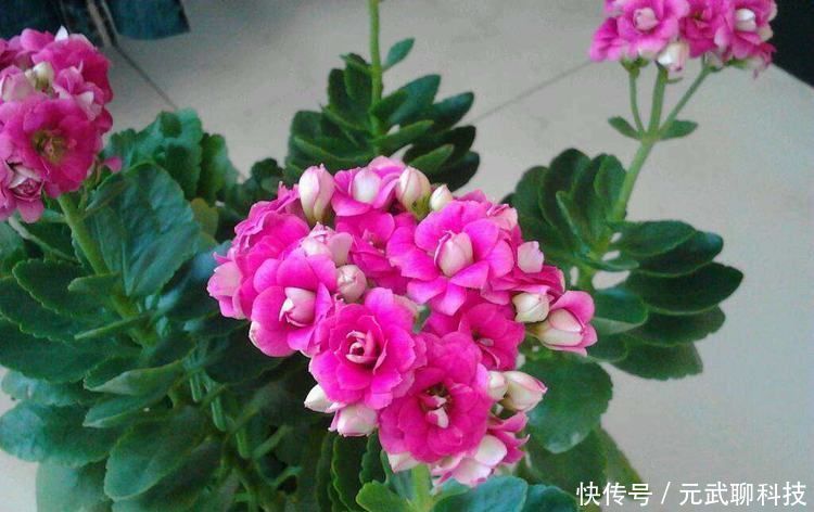 花期|花期超长的10种花，养一盆全年都有花看