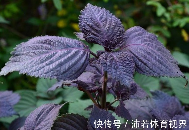 杂草|院子里长出5种草,尽量别破坏了,能赏又能当菜,有人花钱买来种