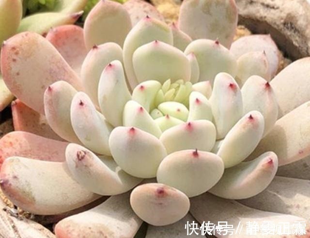 光照|养多肉,这4个“要点”缺一不可,少一个,都难以养活!