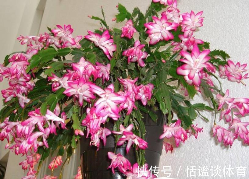 烂根|秋冬蟹爪兰叶片软软的,教你一个小技巧,叶片硬朗花开爆盆