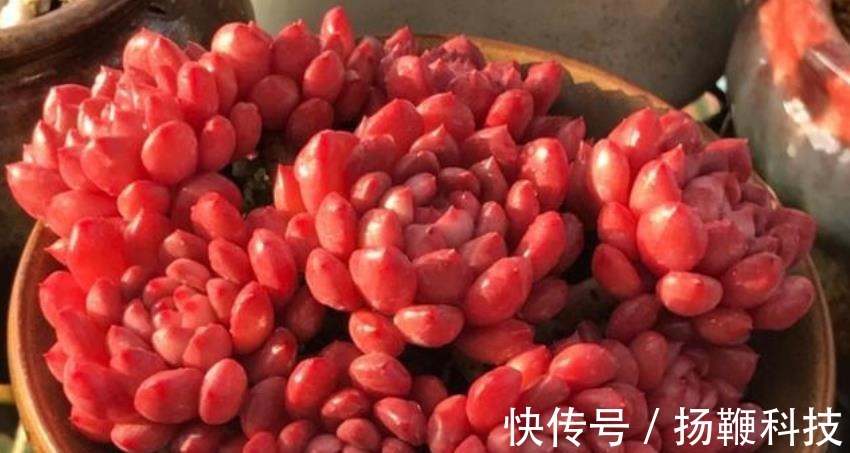 光照|夏天褪色的多肉红宝石,8月教你几个小技巧,养成红艳肉墩子
