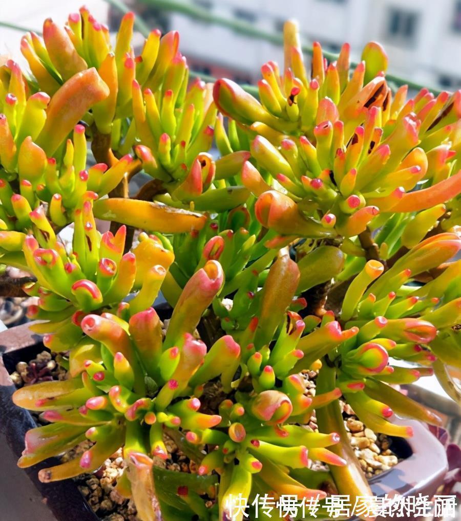 青锁龙属|一种多肉名叫吸财树,叶形奇特还会变色,冬天用对方法还能爆盆