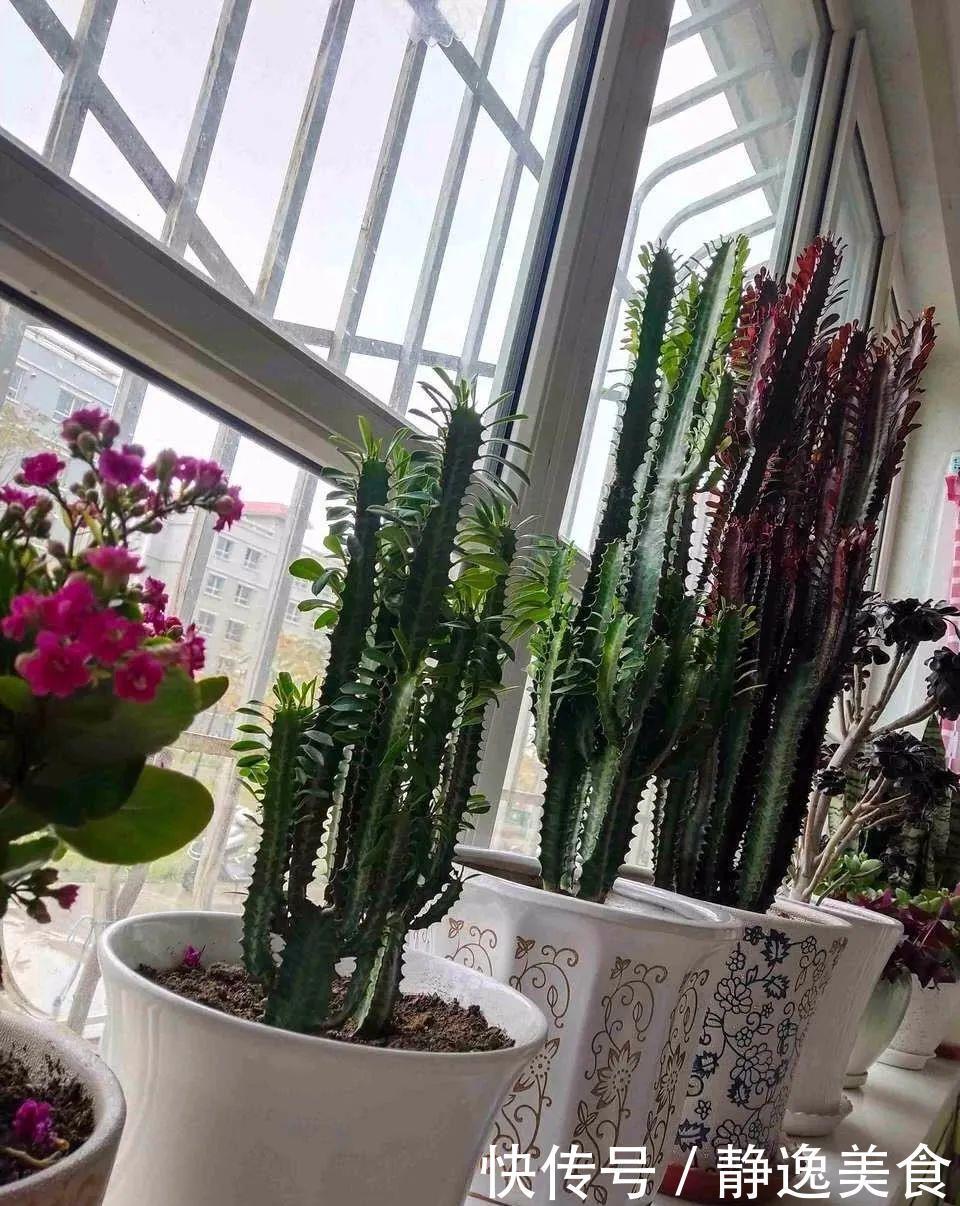 懒人养花首选这三种，省心省力又好养，霸气镇宅添福气，人人都喜