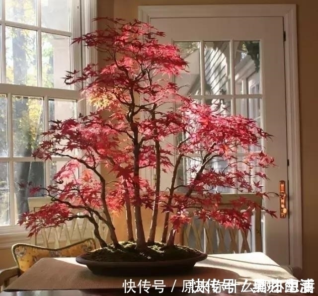 盆景|世界上又一奢侈品《盆栽》一盆就是一座房子!