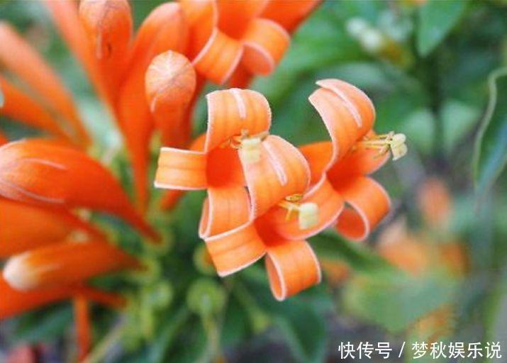 清香|几种花养在阳台,花开不断,好养易活开花漂亮