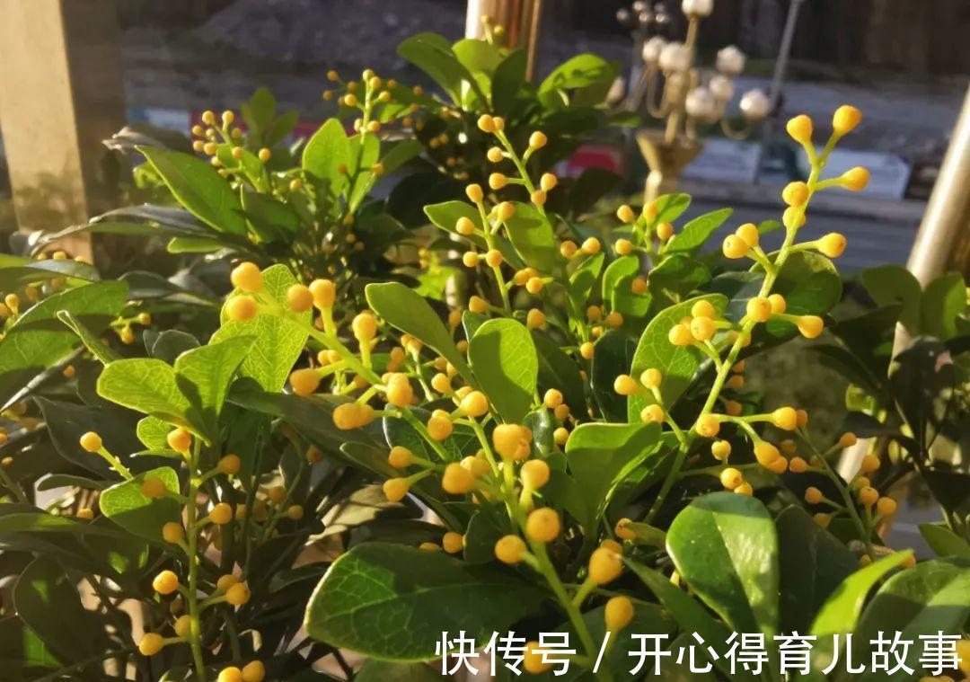 10种花,一降温就黄叶,赶紧换个地方养