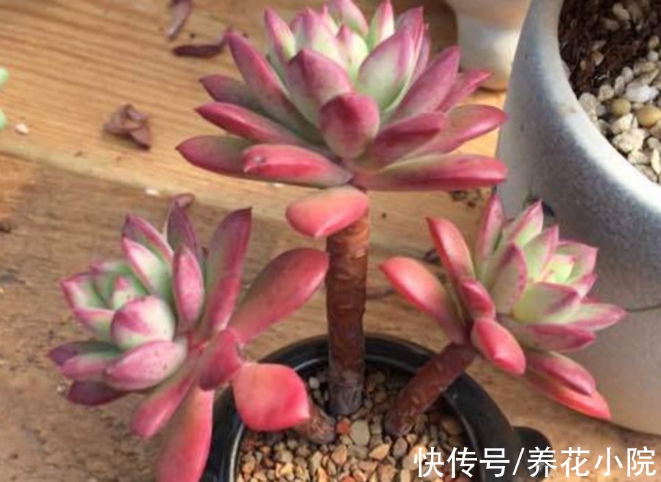 5种多肉，秋天多晒太阳，光照越充足，叶色越鲜艳