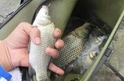 冬季的鲫鱼应该这么钓,十多斤渔获没有一点难度,钓友都羡慕的很!