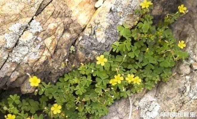 心头好|农村野菜不简单,你可能吃过,但它们的价值就不一定了解了