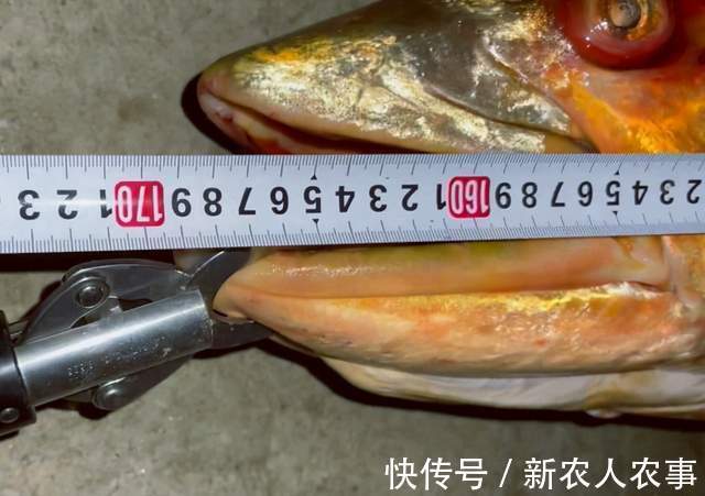 长达1.7米！湖北一男子河里野钓，收获巨型鳡鱼，网友：不能放生