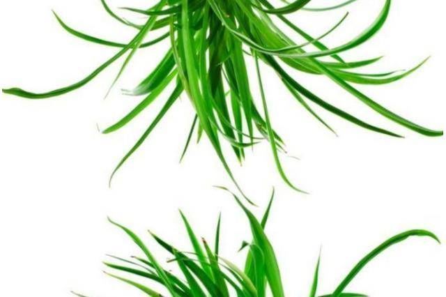 瓷器|不幸的是,4岁的孩子患有白血病。原因是甲醛,所以不要给孩子