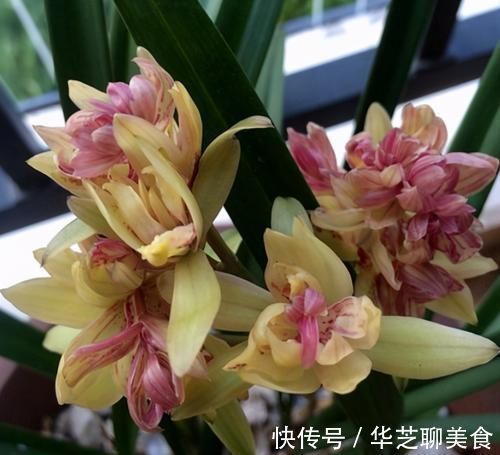 此兰被誉为多瓣奇花经典之首,花中有花,簇拥开放,便宜还好养