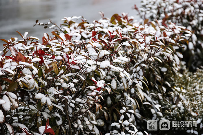 初雪｜虎年初雪映垦利 银装素裹兆丰年