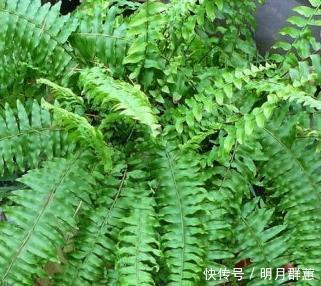 这三种绿植号称天然加湿器,室内空气干燥放一盆,空气清新无忧